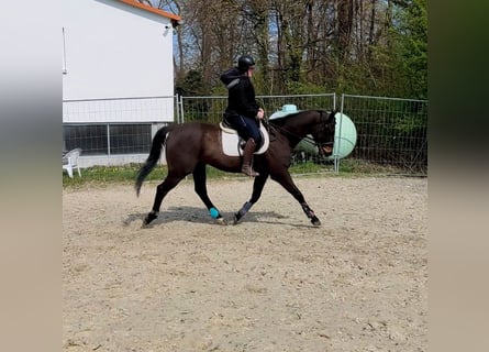 Irish Sport Horse, Wallach, 6 Jahre, Brauner