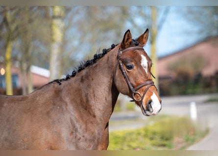 Irish Sport Horse, Wallach, 7 Jahre, 149 cm, Brauner