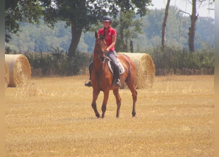 Irish Sport Horse, Wallach, 7 Jahre, 158 cm, Brauner