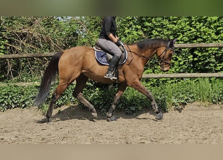 Irish Sport Horse, Wallach, 7 Jahre, 160 cm, Brauner