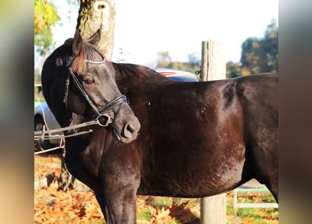 Irish Sport Horse Mix, Wallach, 7 Jahre, 160 cm, Rappe