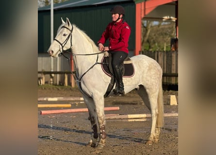 Irish Sport Horse, Wallach, 7 Jahre, 160 cm, Schimmel