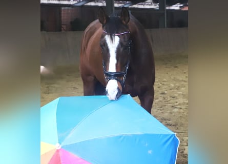 Irish Sport Horse Mix, Wallach, 7 Jahre, 162 cm, Dunkelbrauner