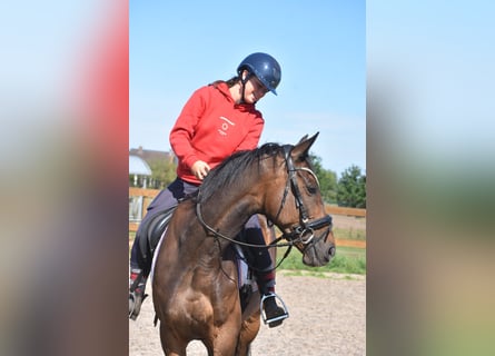 Irish Sport Horse, Wallach, 7 Jahre, 163 cm, Dunkelbrauner