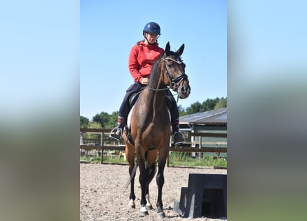 Irish Sport Horse, Wallach, 7 Jahre, 163 cm, Dunkelbrauner