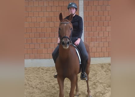 Irish Sport Horse, Wallach, 7 Jahre, 165 cm, Fuchs