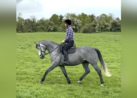Irish Sport Horse, Wallach, 7 Jahre, 166 cm, Apfelschimmel