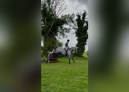 Irish Sport Horse, Wallach, 7 Jahre, 166 cm, Apfelschimmel