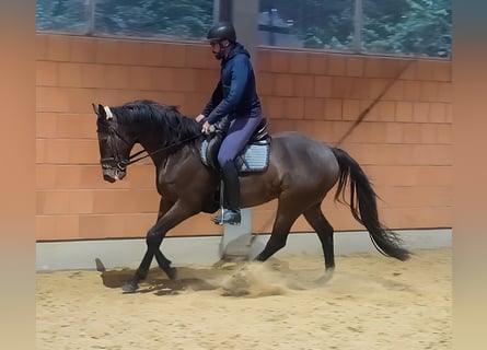 Irish Sport Horse, Wallach, 7 Jahre, 168 cm, Brauner