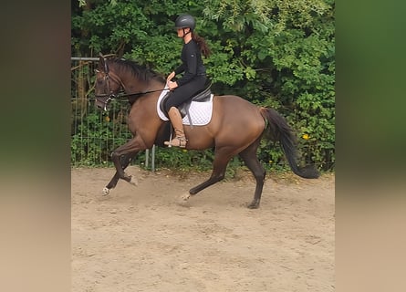 Irish Sport Horse, Wallach, 7 Jahre, 168 cm, Dunkelfuchs
