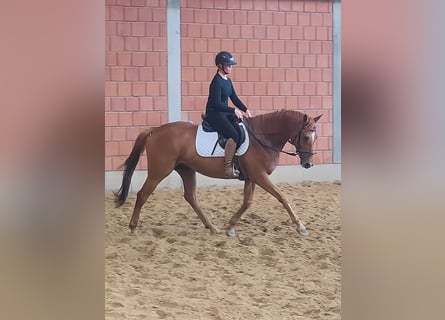 Irish Sport Horse, Wallach, 7 Jahre, 168 cm, Fuchs