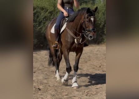 Irish Sport Horse, Wallach, 7 Jahre, 168 cm, Schwarzbrauner