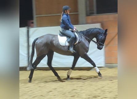 Irish Sport Horse, Wallach, 7 Jahre, 175 cm, Rappe