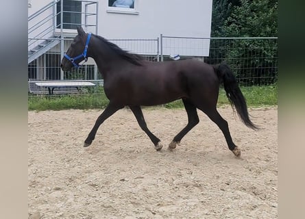 Irish Sport Horse, Wallach, 8 Jahre, 158 cm, Rappe