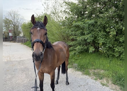 Irish Sport Horse, Wallach, 8 Jahre, 160 cm, Brauner