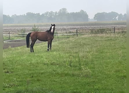 Irish Sport Horse, Wallach, 8 Jahre, 163 cm, Brauner