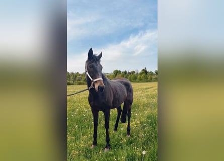 Irish Sport Horse, Wallach, 8 Jahre, 163 cm