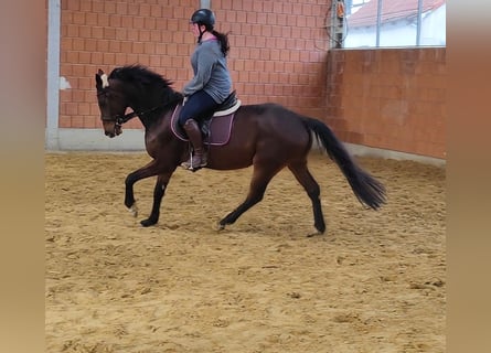 Irish Sport Horse, Wallach, 8 Jahre, 165 cm, Dunkelbrauner