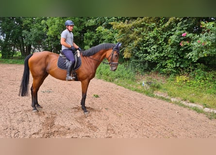 Irish Sport Horse, Wallach, 8 Jahre, 169 cm, Brauner
