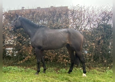 Irish Sport Horse, Wallach, 8 Jahre, 175 cm, Schwarzbrauner