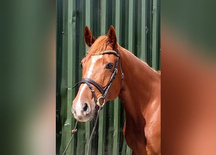 Irish Sport Horse, Wallach, 9 Jahre, 163 cm, Dunkelfuchs