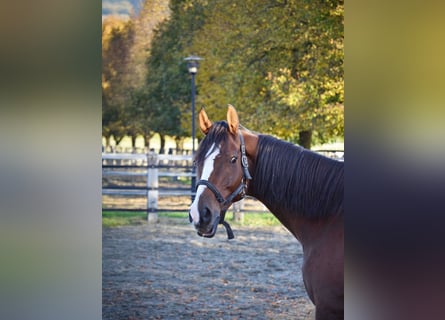 Irish Sport Horse, Wallach, 9 Jahre, 168 cm, Brauner