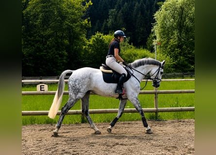 Irish Sport Horse, Wallach, 9 Jahre, 168 cm, Schimmel