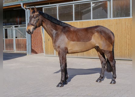 Irish Sport Horse, Wallach, 9 Jahre, 169 cm, Brauner