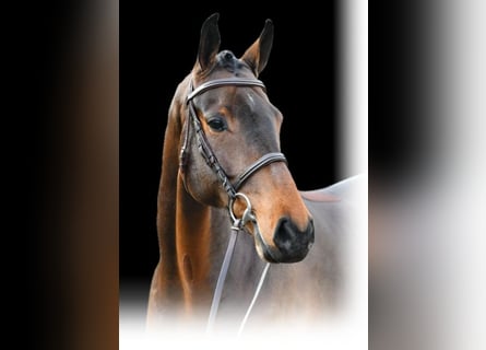 Irish Sport Horse, Wallach, 9 Jahre, 169 cm, Brauner