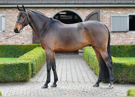 Irish Sport Horse, Wallach, 9 Jahre, 170 cm, Brauner