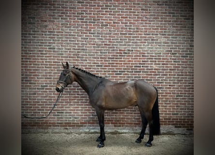 Irish Sport Horse, Wallach, 9 Jahre, 170 cm, Dunkelbrauner
