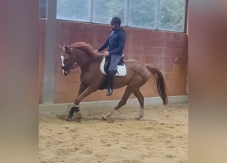 Irish Sport Horse, Wallach, 9 Jahre, 172 cm, Fuchs