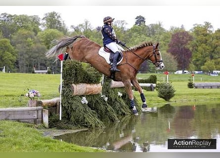 Irish Sport Horse, Wallach, 9 Jahre, 173 cm, Dunkelfuchs