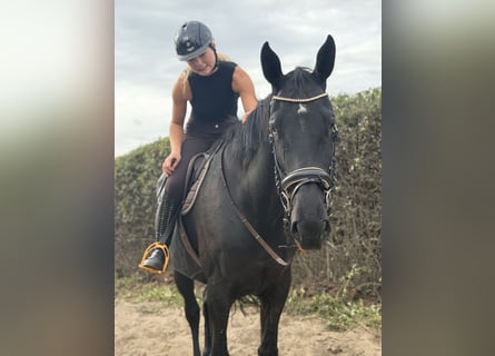 Irish Sport Horse, Wallach, 9 Jahre, 173 cm, Rappe