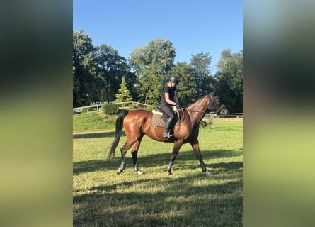 Irish Sport Horse, Wallach, 9 Jahre, 175 cm, Brauner