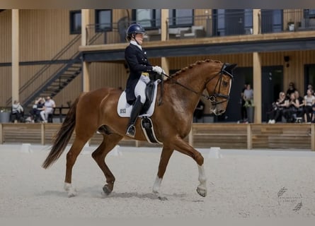 Irish Sport Horse, Wallach, 9 Jahre, 176 cm, Fuchs