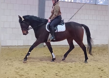 Irish Thoroughbred, Gelding, 10 years, 16.1 hh, Brown