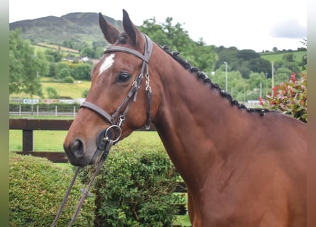 Irish Thoroughbred, Gelding, 5 years, 15.2 hh, Bay