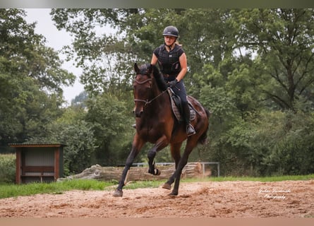 Irish Thoroughbred, Gelding, 5 years, 16.2 hh, Bay-Dark