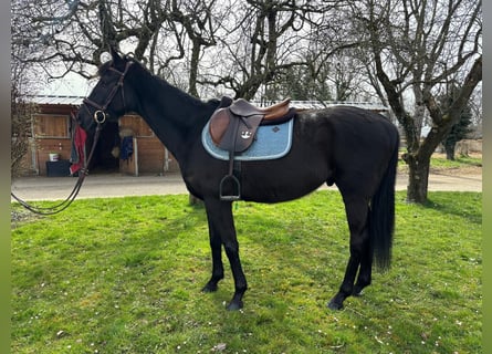 Irish Thoroughbred, Gelding, 5 years, 16 hh, Black