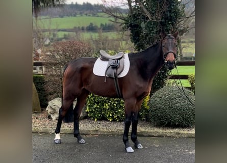 Irish Thoroughbred, Gelding, 6 years, 16,1 hh, Brown