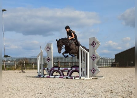 Irish Thoroughbred, Gelding, 9 years, 15,3 hh, Smoky-Black