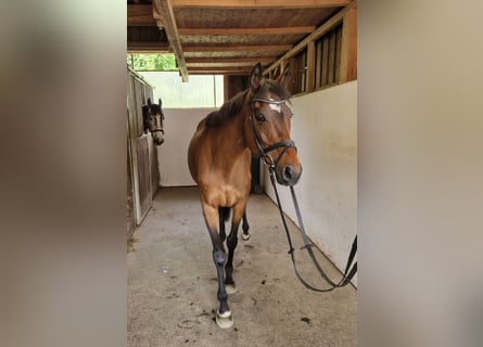 Irish Thoroughbred, Mare, 11 years, 16 hh, Brown