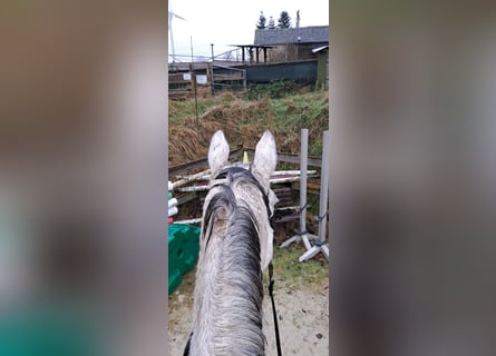 Irish Thoroughbred, Mare, 13 years, 16,2 hh, Gray