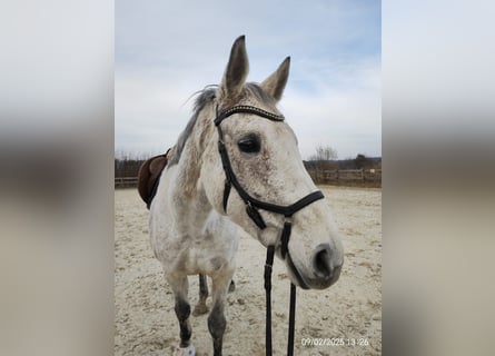 Irish Thoroughbred, Mare, 13 years, 16,2 hh, Gray