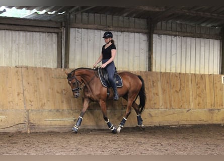 Irish Thoroughbred, Mare, 4 years, 16 hh, Brown