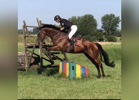 Irish Thoroughbred, Mare, 6 years, 16,1 hh, Brown