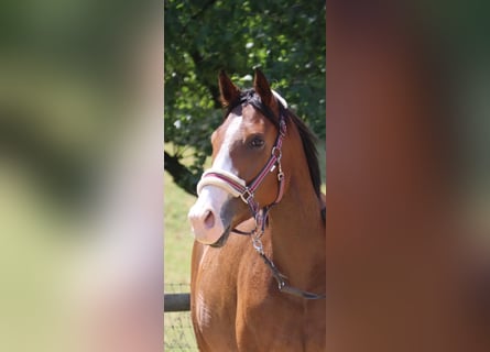 Irish Thoroughbred, Mare, 6 years, 16 hh, Brown
