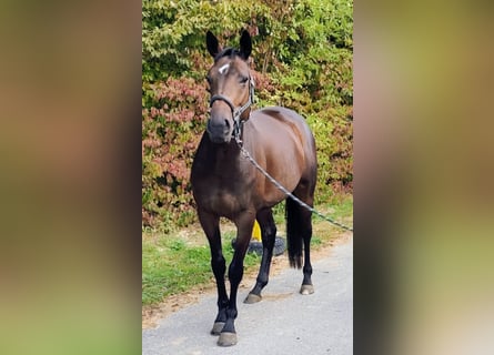 Irish Thoroughbred, Mare, 7 years, 16.1 hh, Smoky-Black