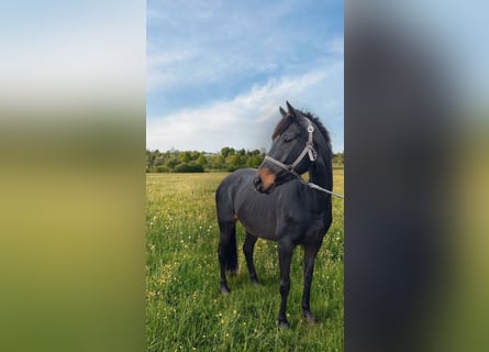 Irish Thoroughbred, Mare, 8 years, Brown